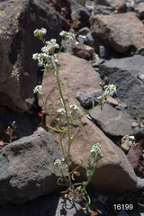 Cryptantha decipiens