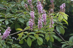 Lonchocarpus sericeus