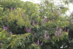 Lonchocarpus sericeus