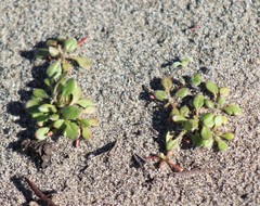 Chorizanthe howellii