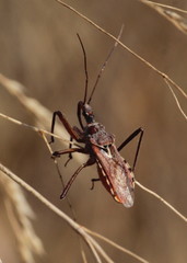 Rhynocoris erythropus