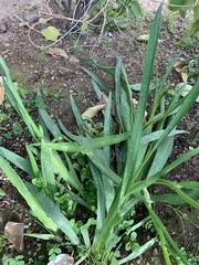 Freesia laxa