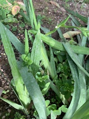 Freesia laxa