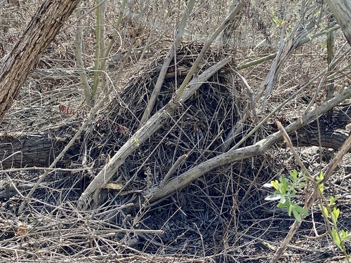 iNaturalist observation photo of Woodrats