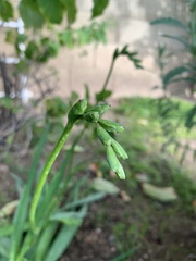 Freesia laxa