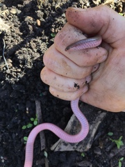 Carphophis amoenus amoenus