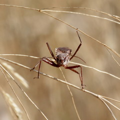 Rhynocoris erythropus