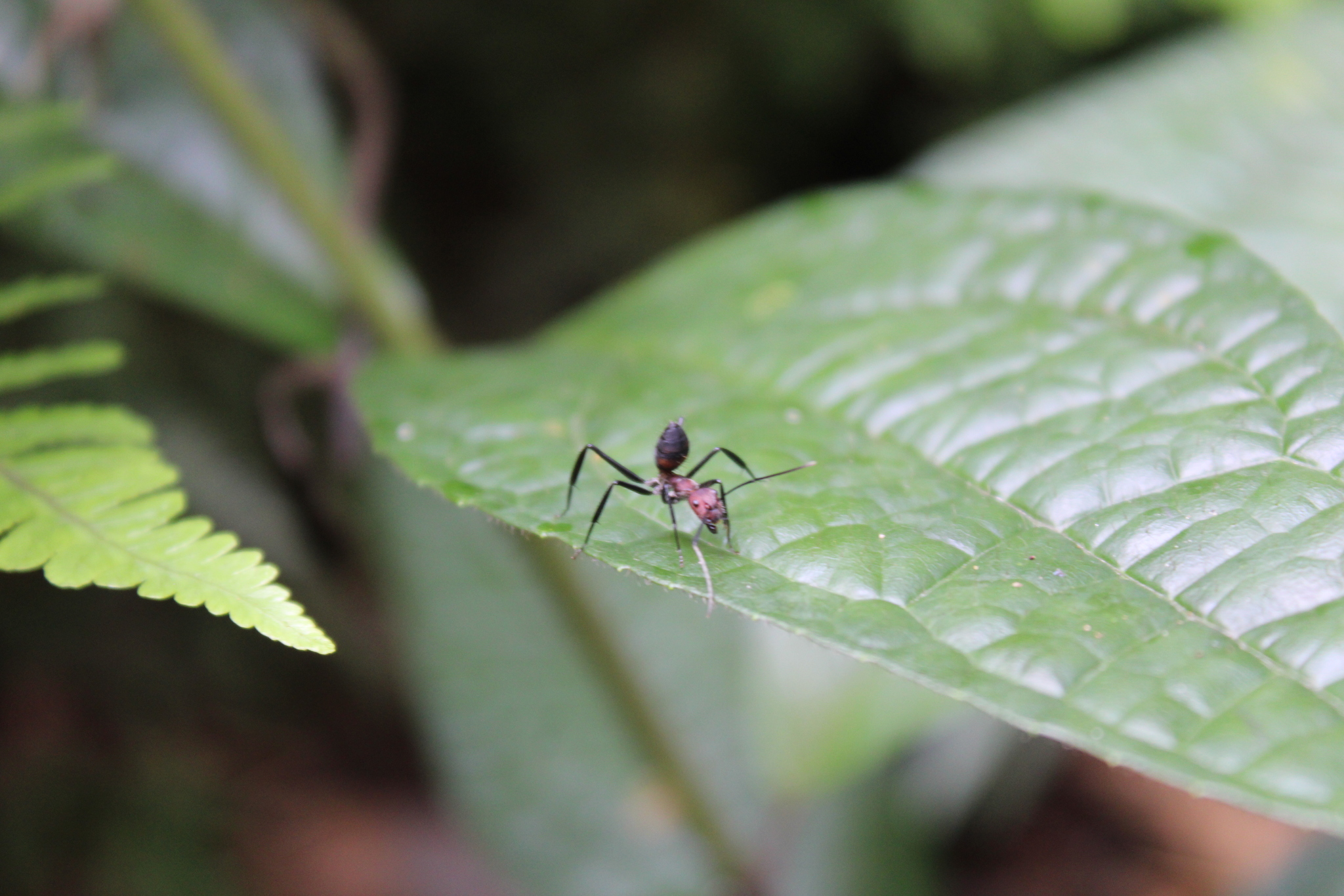 Camponotus mocsaryi