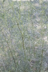 Acanthostyles buniifolius