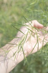 Acanthostyles buniifolius