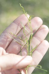 Acanthostyles buniifolius