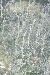 Pterocaulon virgatum