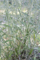 Pterocaulon virgatum