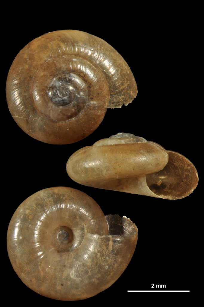 Clear Glass Snail