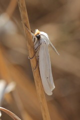 Coscinia chrysocephala
