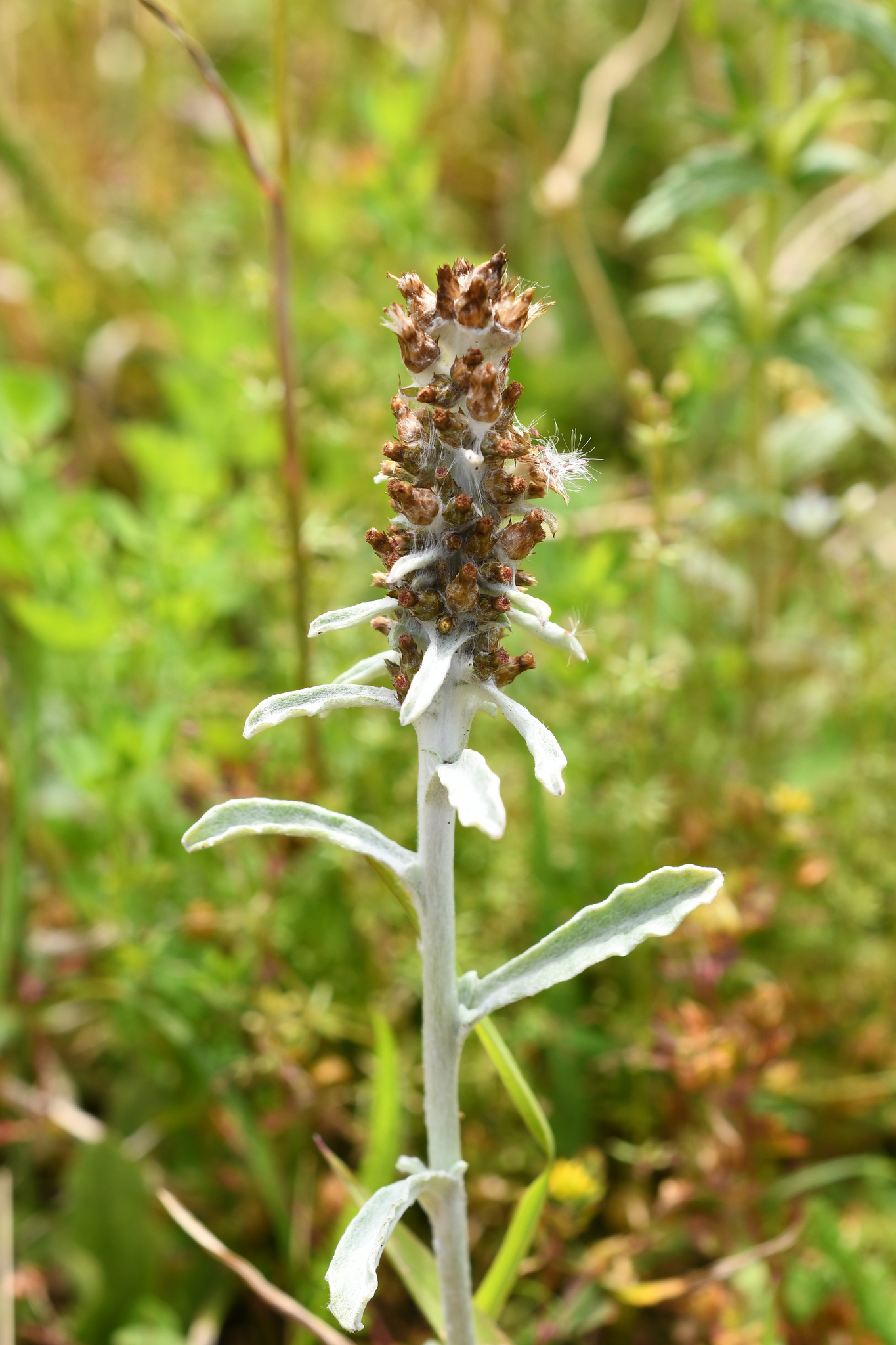 Gamochaeta ustulata