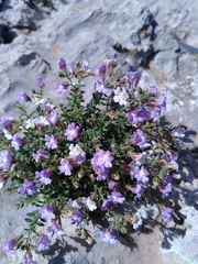 Chaenorhinum