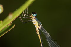 Synlestes selysi