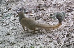 Slender Mongoose photo 5
