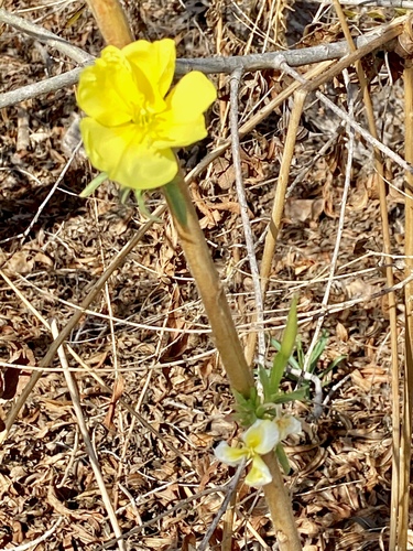 iNaturalist observation photo of tall evening primrose