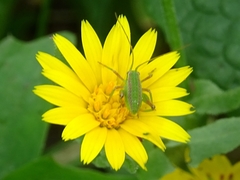 Odontura glabricauda