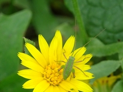 Odontura glabricauda