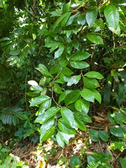 Cynometra cauliflora