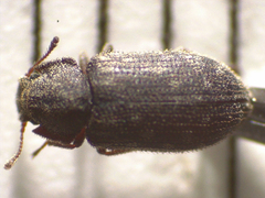 Zopheridae