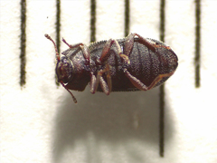 Zopheridae