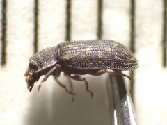 Zopheridae