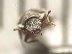 Zopheridae