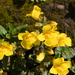 Magnificent Seep Monkeyflower - Photo (c) Curren Frasch, some rights reserved (CC BY-NC), uploaded by Curren Frasch