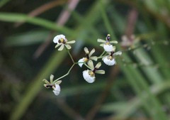 Gomesa radicans