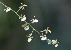 Gomesa radicans
