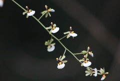 Gomesa radicans