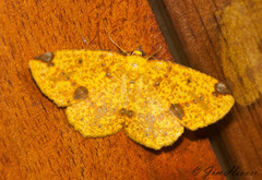 Periclina