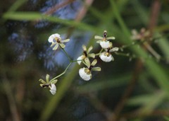 Gomesa radicans