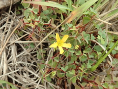 Oxalis rubens