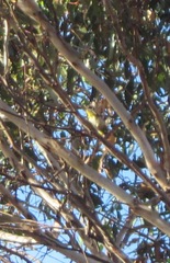 Zosterops lateralis chloronotus