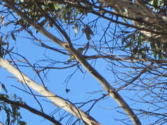 Zosterops lateralis chloronotus