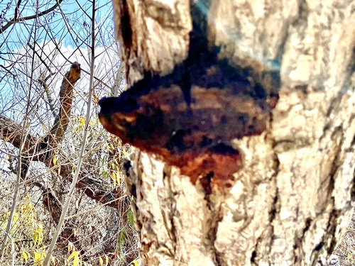 iNaturalist observation photo of Fungi Including Lichens