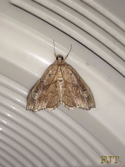 Scybalistodes periculosalis