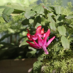 Schlumbergera buckleyi