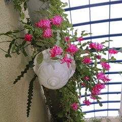 Schlumbergera buckleyi