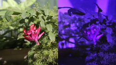 Schlumbergera buckleyi