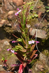 Epilobium ciliatum watsonii