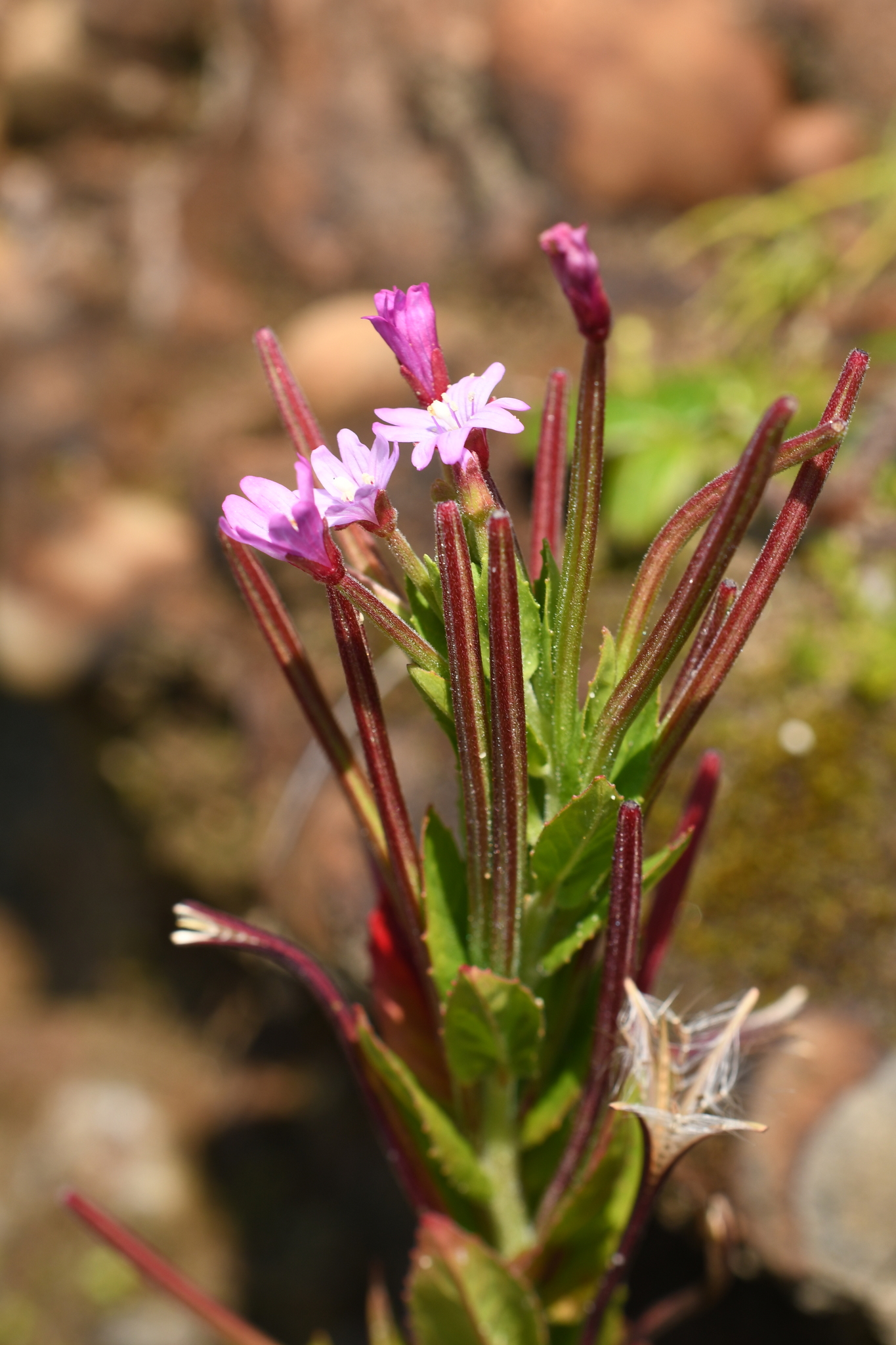Epilobium ciliatum ssp. watsonii