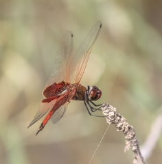 Tramea loewii
