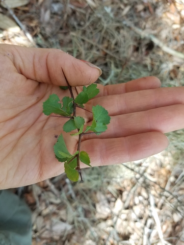 Crataegus flava image