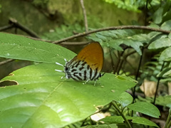 Drupadia ravindra